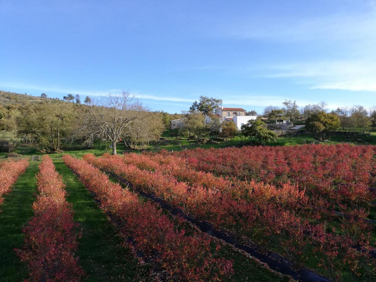 Quinta Dos Carvalhais - Serra Da Estrela Fornos de Algodres Bagian luar foto