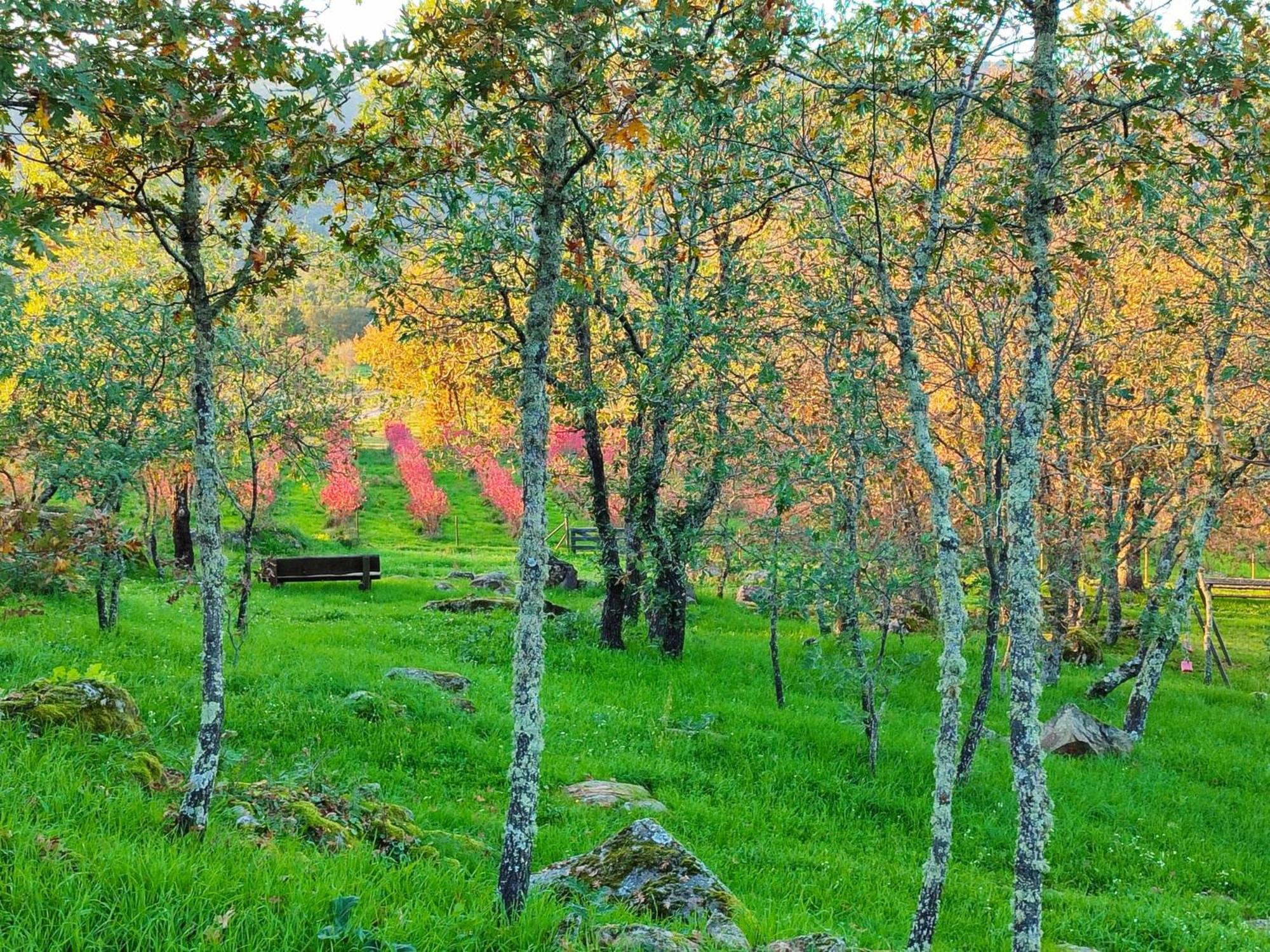 Quinta Dos Carvalhais - Serra Da Estrela Fornos de Algodres Bagian luar foto